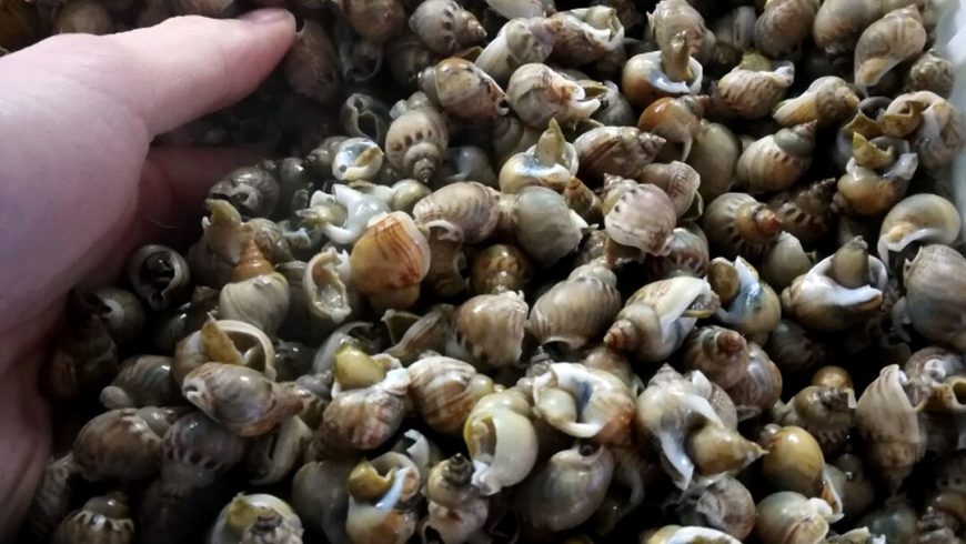 Bomboletti Freschi Freschi Ristorante Chalet Lido Nordest Ristorante Di Pesce Pizzeria Spiaggia Mare Grottammare San Benedetto Del Tronto Ascoli Piceno Marche 2
