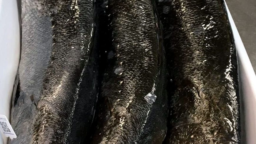 Tre Bei Salmoni Ristorante Chalet Lido Nordest Ristorante Di Pesce Pizzeria Spiaggia Mare Grottammare San Benedetto Del Tronto Ascoli Piceno Marche 1
